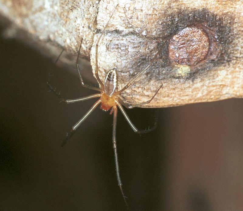 Tetragnatha_ZZ221_F2154_Z_78_Les Gris_Frankrijk.jpg